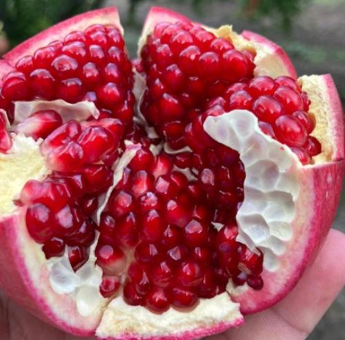 Pomegranate