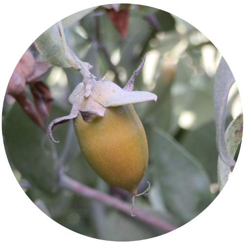 Organic Jojoba Oil