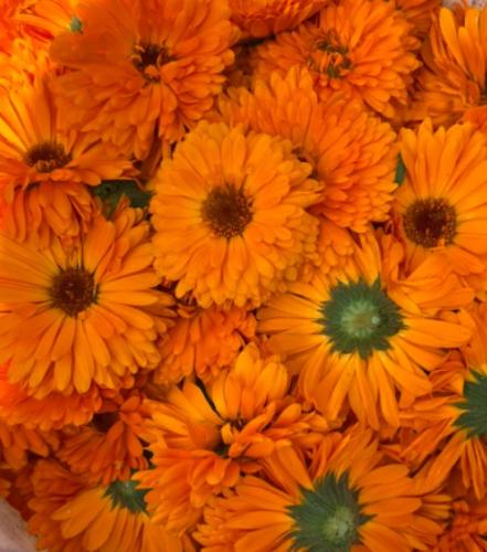 Natural Dry Marigold flowers