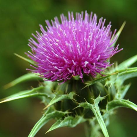 Milk Thistle Extract