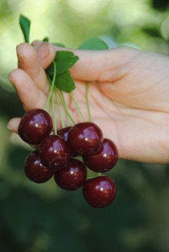 SOUR CHERRY