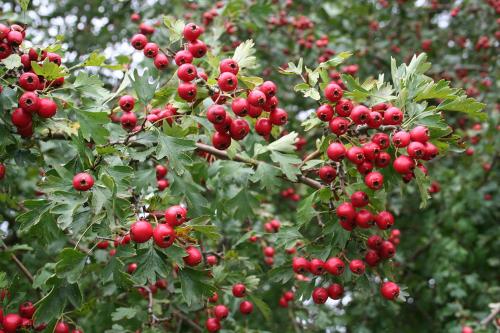 Crataegus