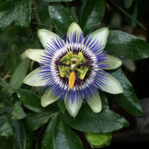 Passion Flower Extract