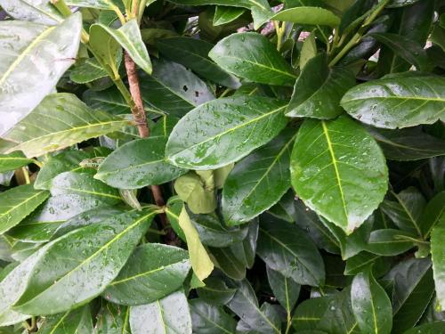 Prunus Cherry Laurel