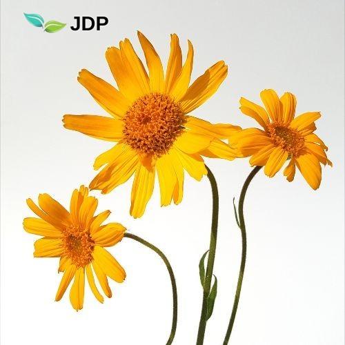 Dried Arnica montana plant