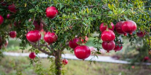 pomegranate