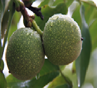 Fresh Walnuts 