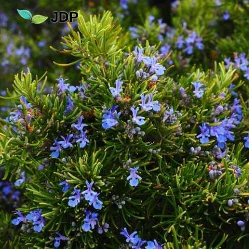 Rosemary essential oil qt camphor