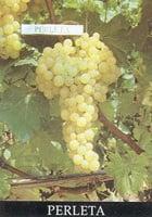 Table Grape Varieties