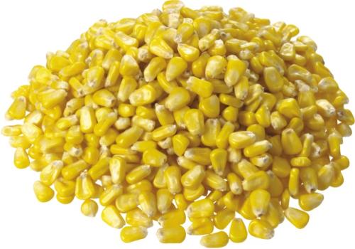 CORN