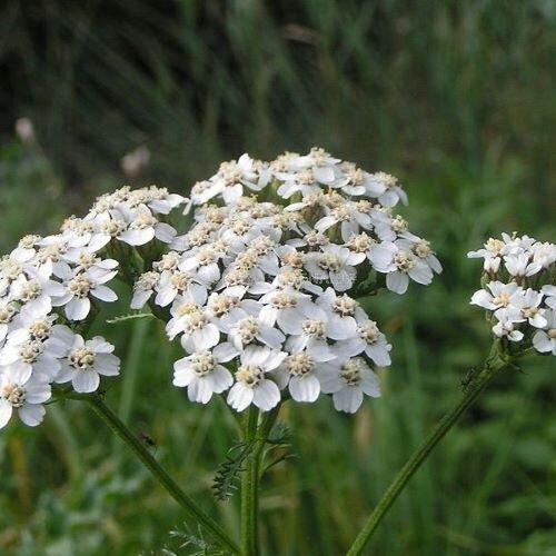 White Yarrow CO2 Extract (Achillea millefolium)