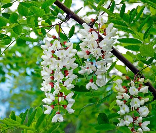 Acacia CO2 extract (Robinia pseudoacacia)