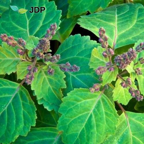 Patchouli essential oil