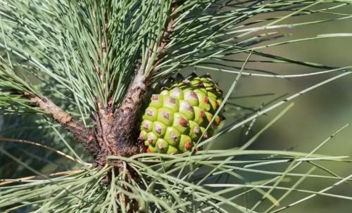 Scots pine CO2 extract (Pinus sylvestris)