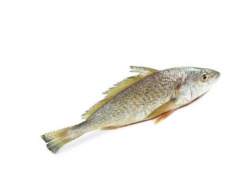 Whole gutted yellow croaker / white croaker