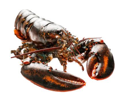 Buy Lobster Online