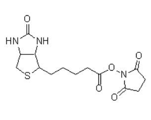 Biotin-Osu