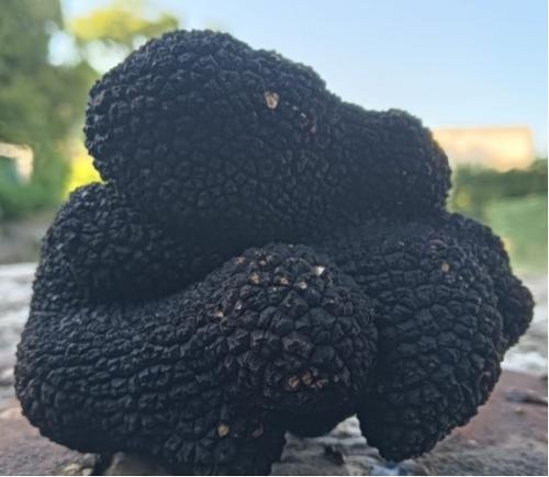 Black truffle