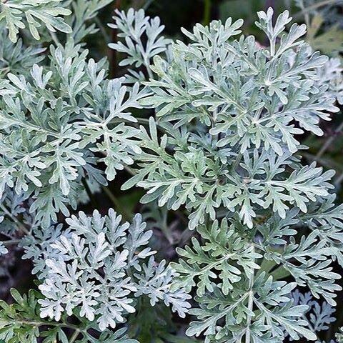 White Wormwood Absolute (Artemisia Absinthium)