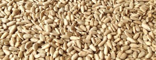 HULLED SUNFLOWER KERNELS /HELIANTHUS ANNUUS/