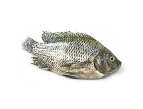 Whole gutted tilapia