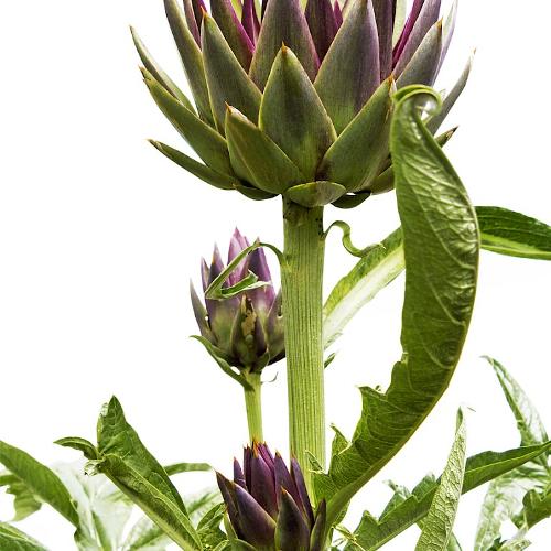 Artichoke leaf extract