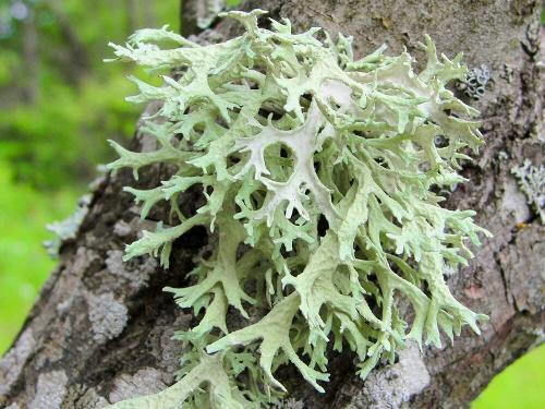 Oakmoss Absolute (Evernia prunastri)