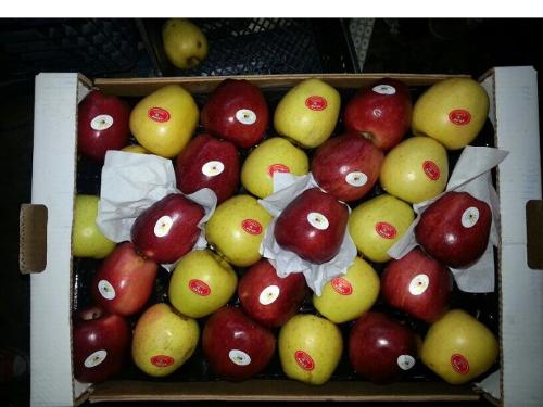 FRESH TURKISH  GOLDEN AND STARKING APPLES 