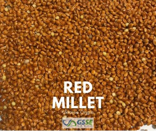 Red Millet