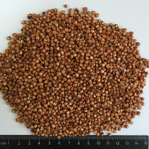 SORGHUM SEEDS