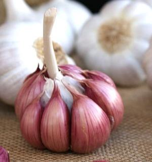 Garlic