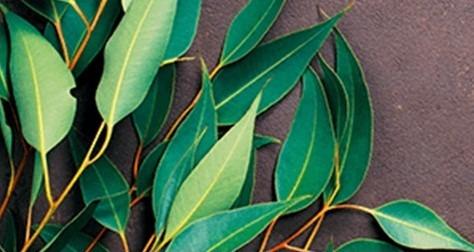 Organic Eucalyptus Essential Oil