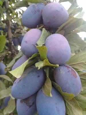 PLUMS