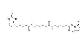 Biotin-(AC5)2-OSU