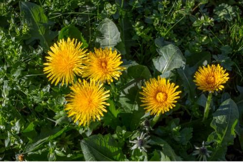 Dandelion Extract