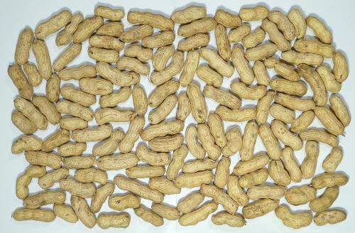 Raw Peanuts in Shell