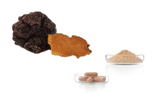 Chaga extract, powder and capsules