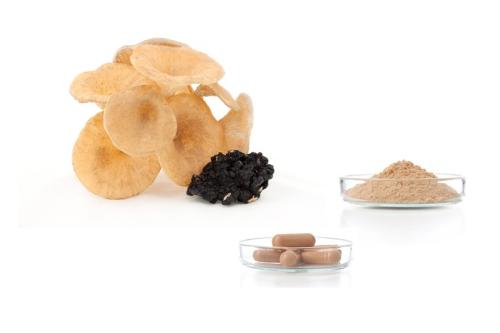 Polyporus umbellatus extract, powder and capsules