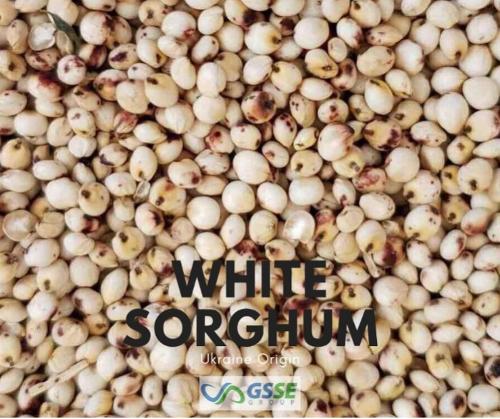 White Sorghum