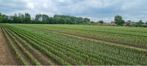 Apple fruit trees