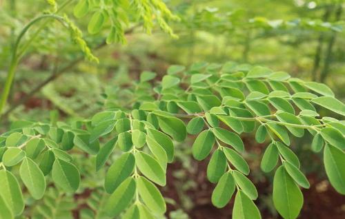 Moringa