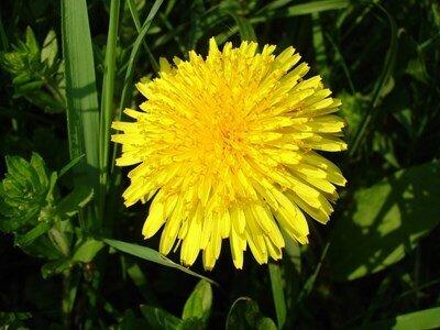 Dandelion CO2 extract (Taraxacum officinale)