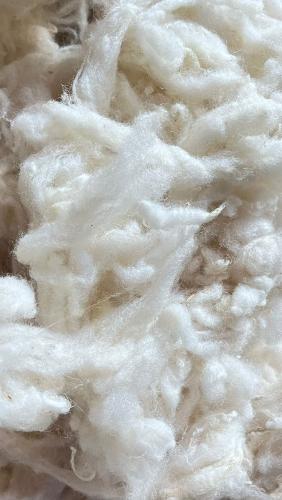 SCOURED WOOL