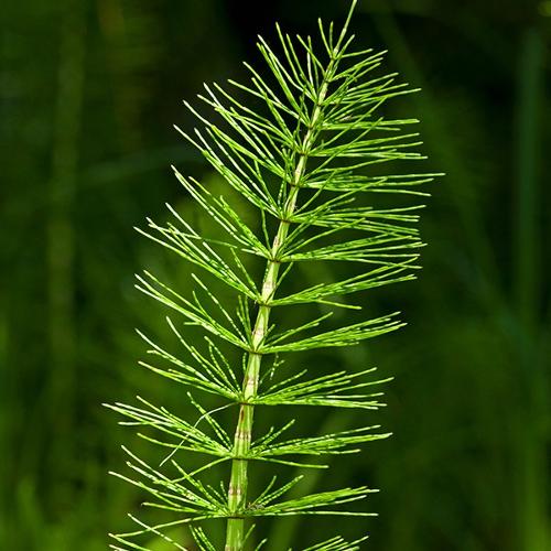 Horsetail Extract