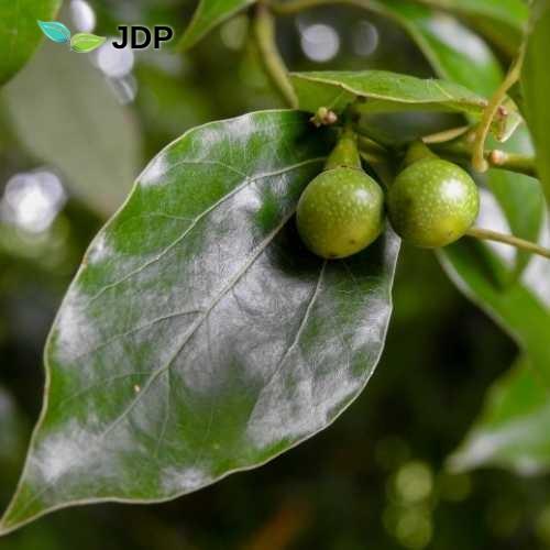 Camphor essential oil