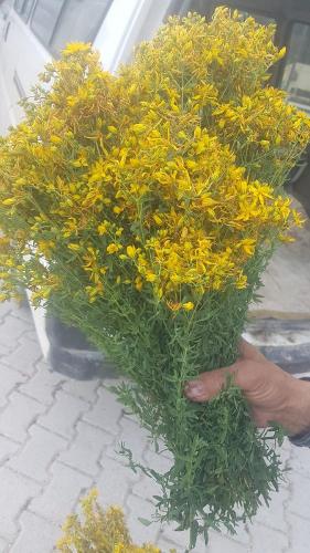 St. John's Wort, Hypericum Perforatum