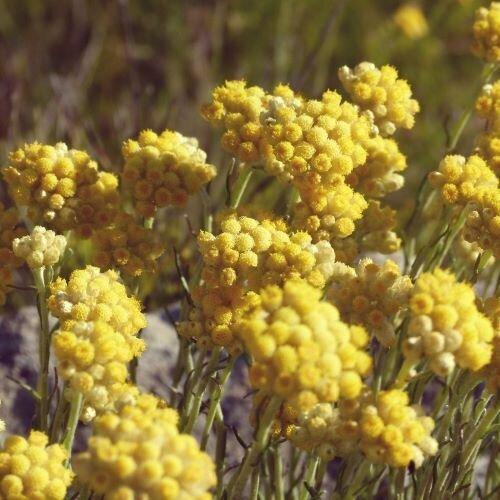 Immortelle CO2 Extract (Helichrysum italicum)