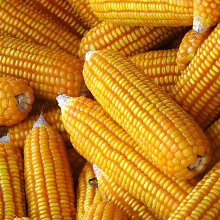 Yellow corn