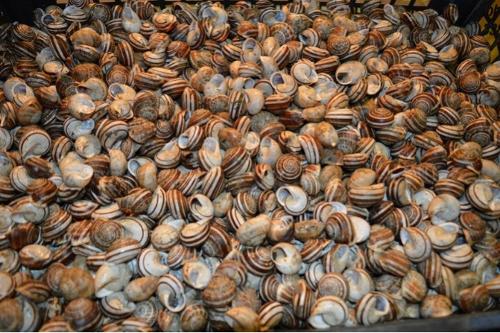 "Helix Eobania Vermiculata" snails
