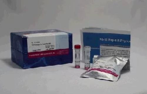 Ab-10 Rapid R-Phycoerythrin Labeling Kit